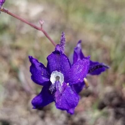 Delphinium nuttallianum — flower