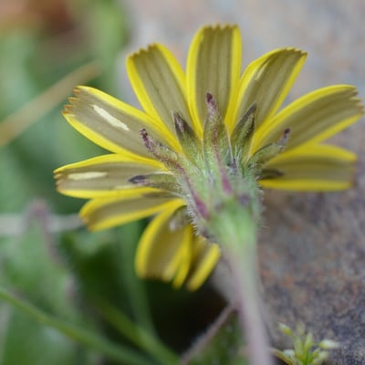 Leontodon tuberosus — flower