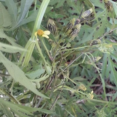 Bidens bipinnata — flower