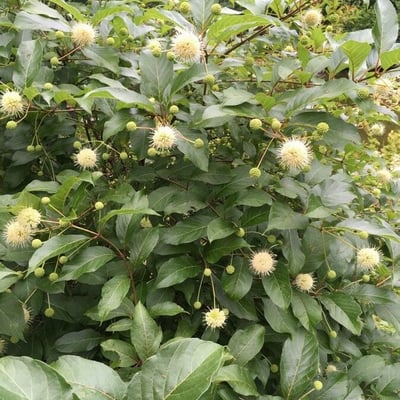 Cephalanthus occidentalis — flower
