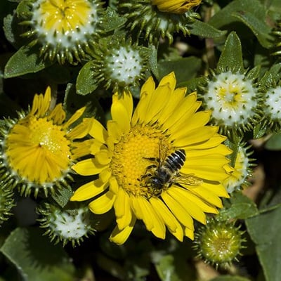 Grindelia hirsutula — flower