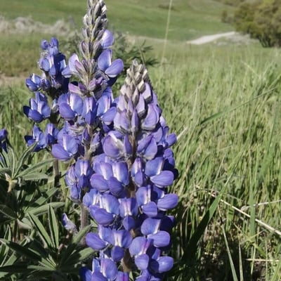 Lupinus angustifolius — flower