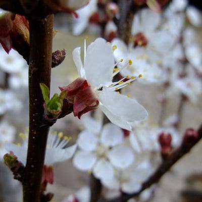 Prunus mume — flower