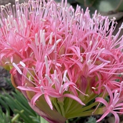 Boophone disticha — flower