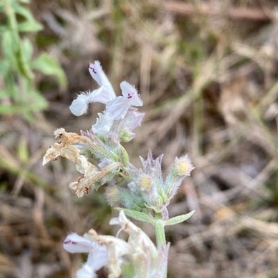 Nepeta nepetella — flower
