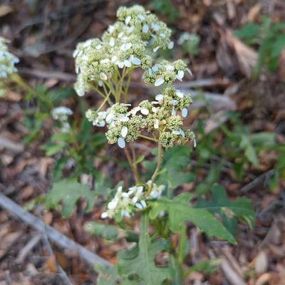 Verbesina virginica — flower