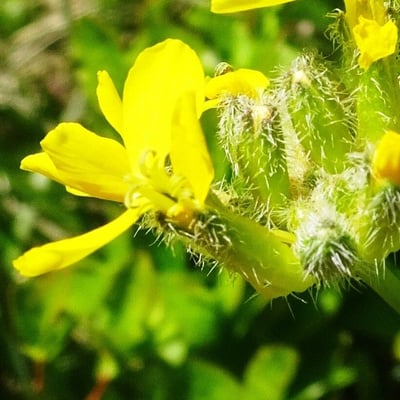 Sisymbrium austriacum — flower