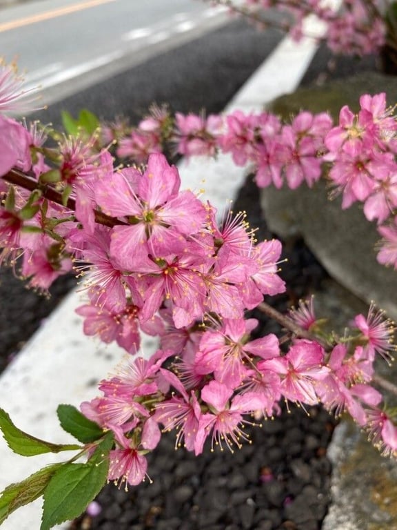 Chinese bush cherry