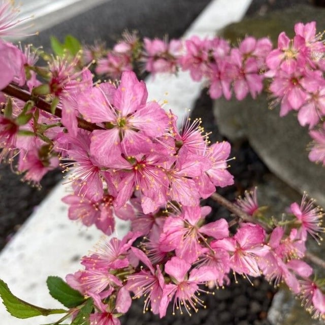 Chinese bush cherry