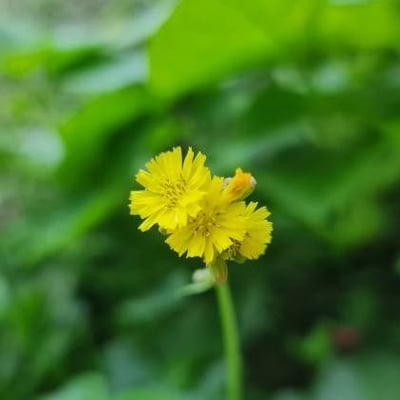Youngia japonica — flower