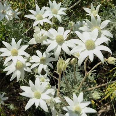 Actinotus helianthi — flower
