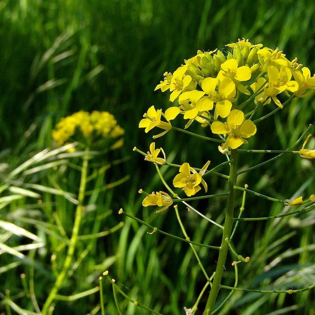 Sisymbrium loeselii — flower