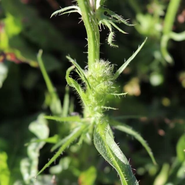 Crepis setosa — flower