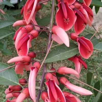 Erythrina crista-galli — flower