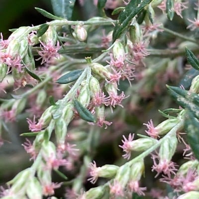 Artemisia princeps — flower