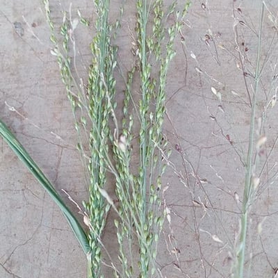 Panicum maximum — flower
