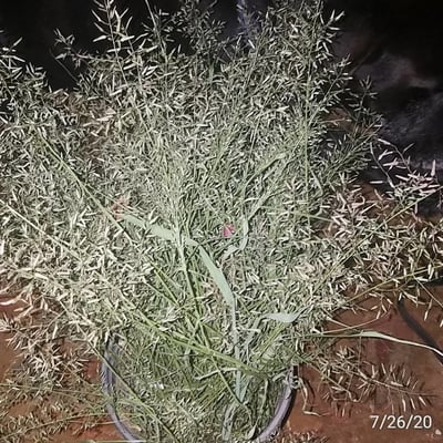 Eragrostis mexicana — flower