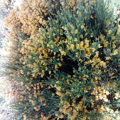 Cytisus oromediterraneus — flower