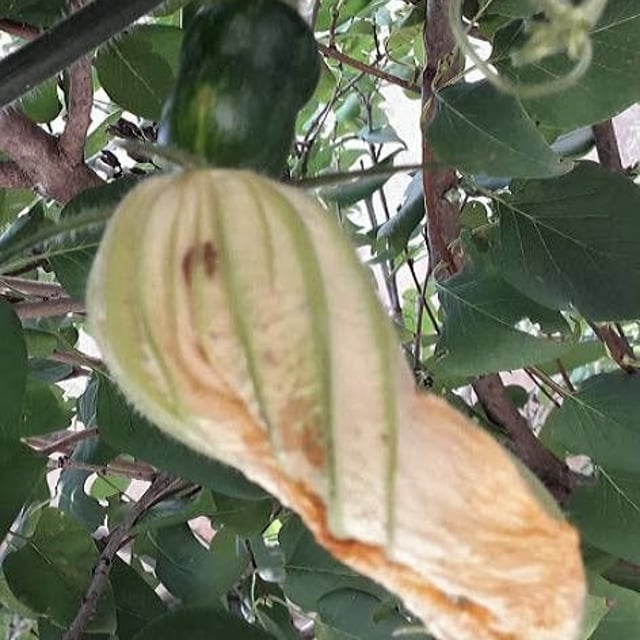Cucurbita pepo — flower
