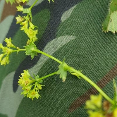Alchemilla micans — flower