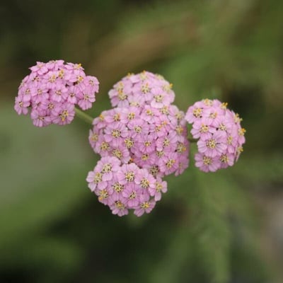 Achillea alpina — flower