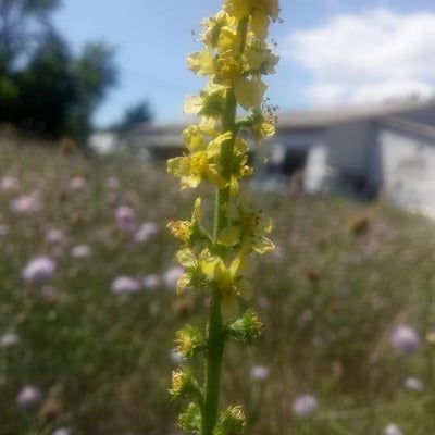 Agrimonia procera — flower