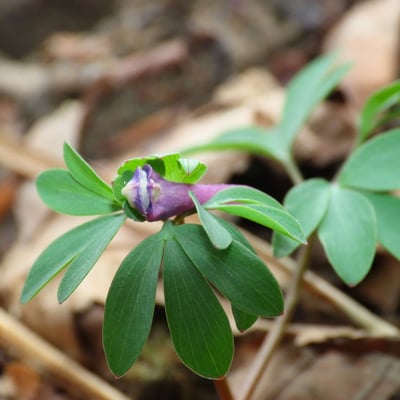Corydalis pumila — flower