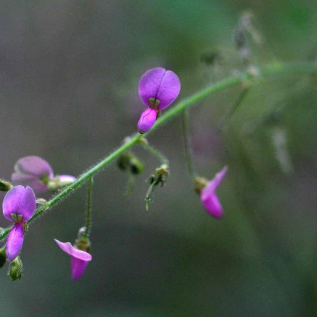 Desmodium tortuosum — flower
