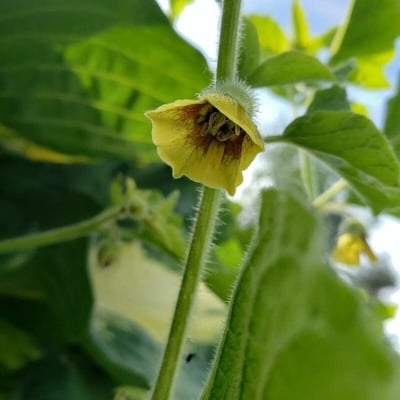 Physalis heterophylla — flower