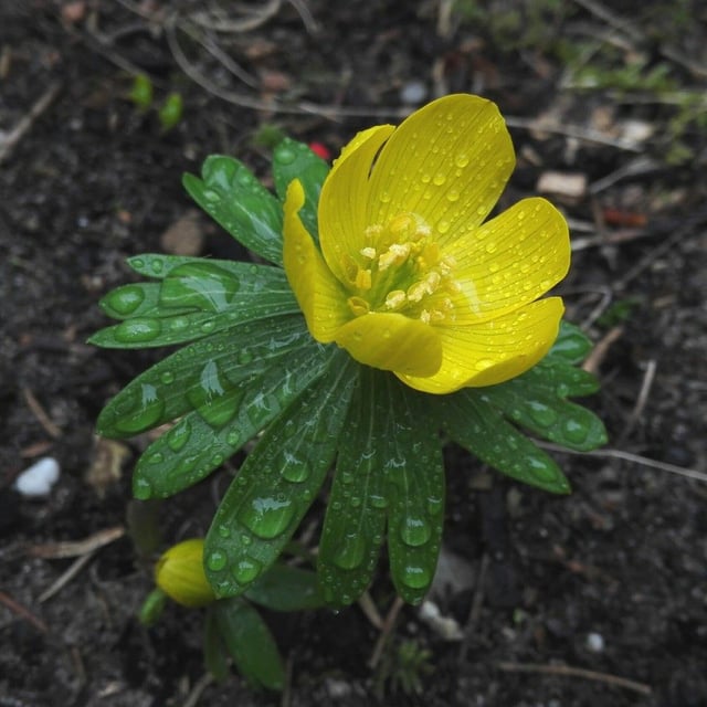 Eranthis hyemalis — flower