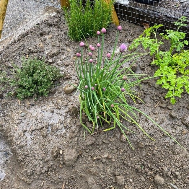Allium schoenoprasum — flower