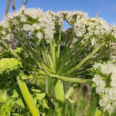 Angelica archangelica — flower