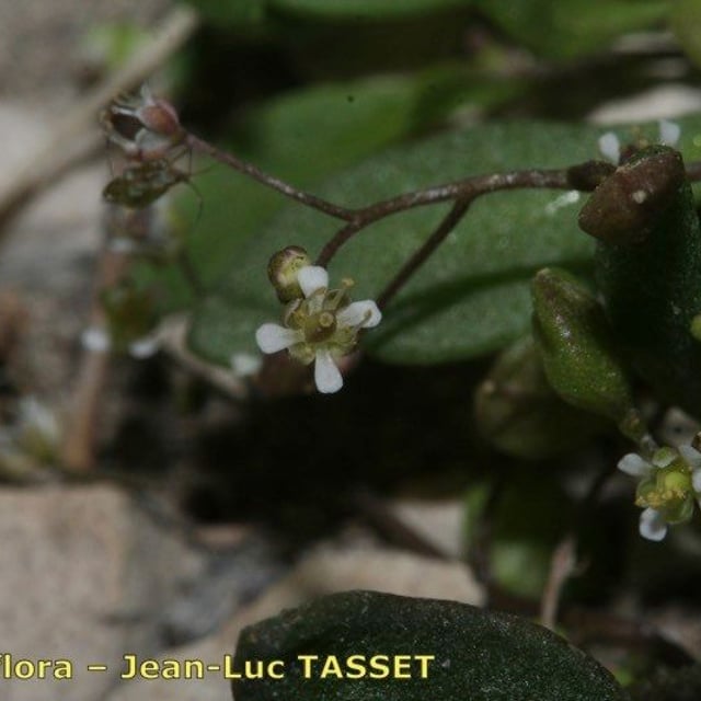 Hornungia procumbens — flower