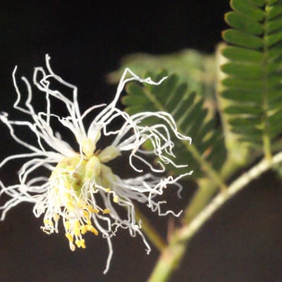 Desmanthus virgatus — flower