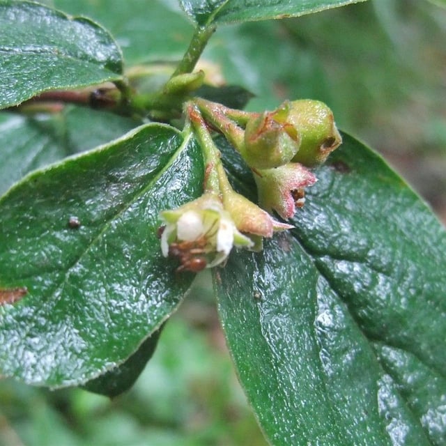 Cotoneaster integerrimus — flower