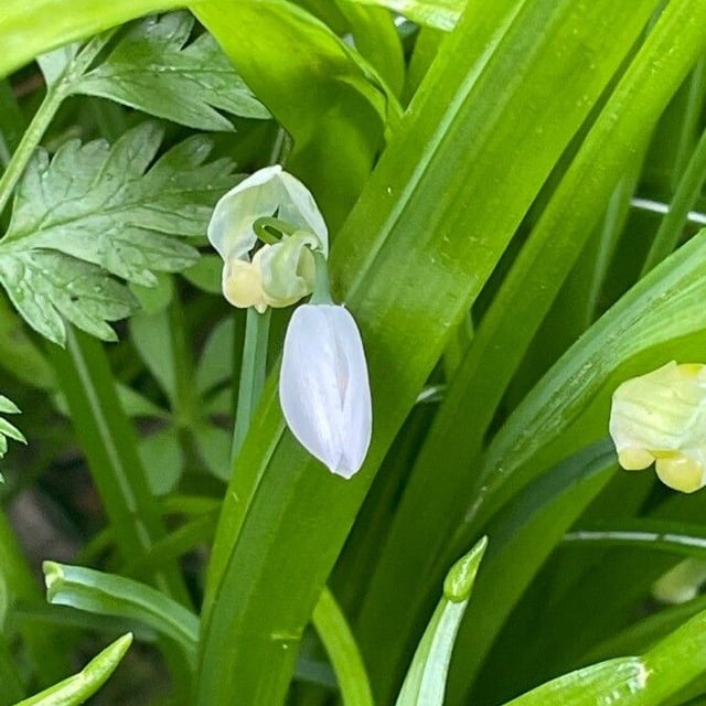 Allium paradoxum — flower