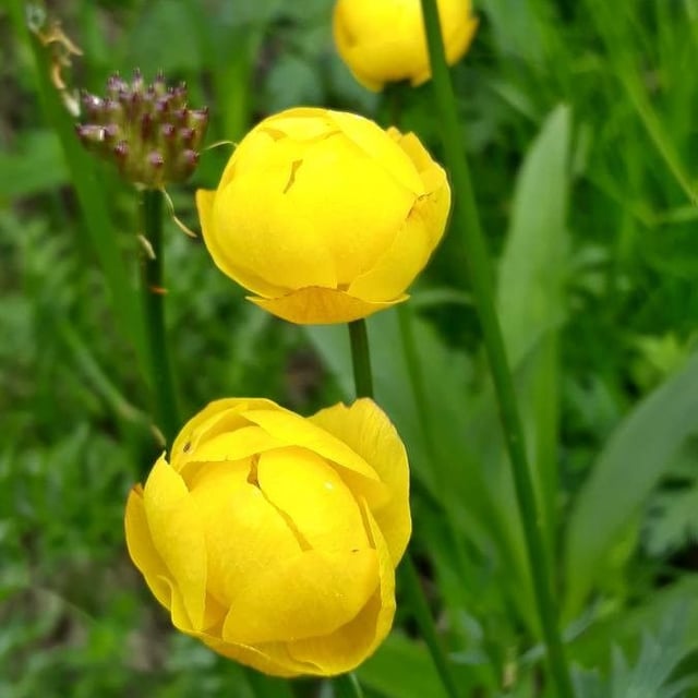 Trollius europaeus — flower
