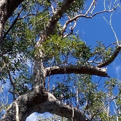 Eucalyptus pilularis — leaf