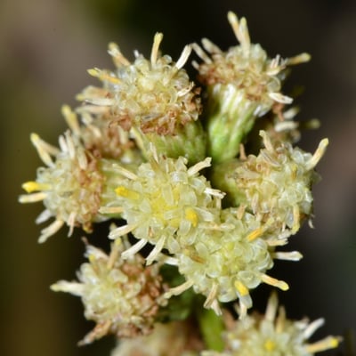 Baccharis pilularis — flower
