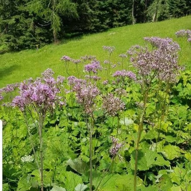 Adenostyles alpina — flower