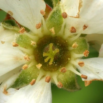 Amelanchier utahensis — flower