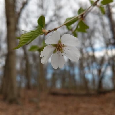 Prunus virginiana — flower