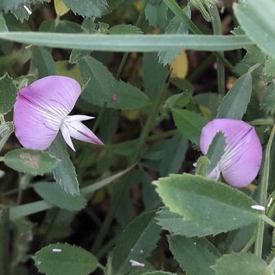Ononis reclinata — flower