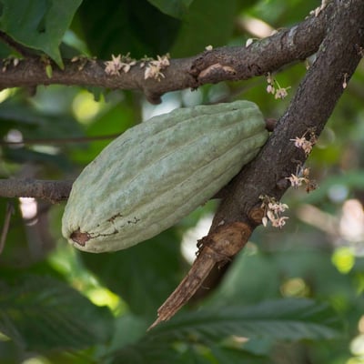 Theobroma cacao — flower
