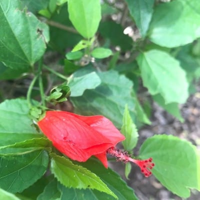 Malvaviscus arboreus — flower