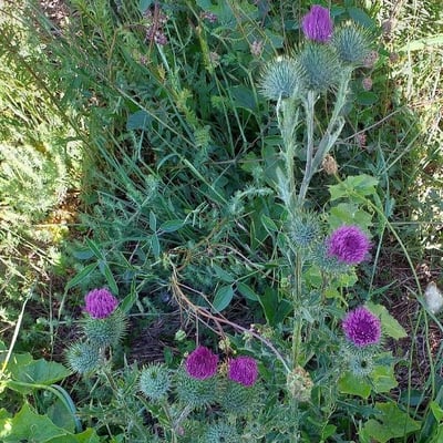 Carduus nutans — flower