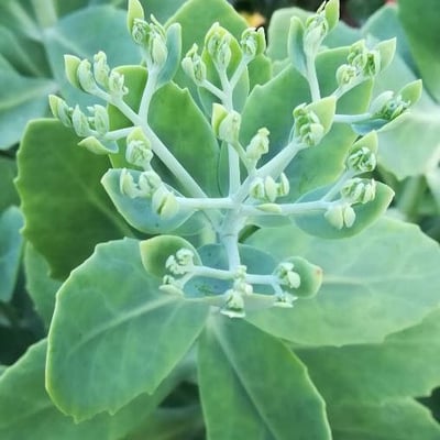 Pluchea indica — flower