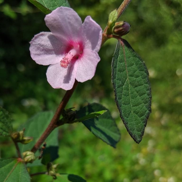 Bur-mallow