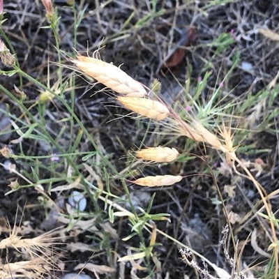 Bromus japonicus — fruit