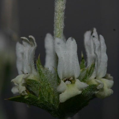 Sideritis leucantha — flower